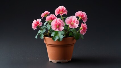 Flowering geranium in a terracotta pot vibrant pink blooms on a dark background showcasing delicate petals and lush green leaves