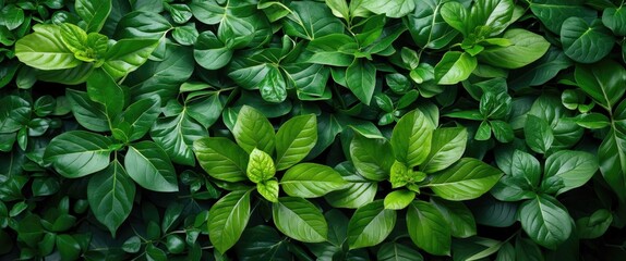 Lush green foliage background featuring various shades and textures of fresh leaves for nature and botanical themes.