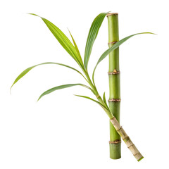 Sugar cane isolated on a transparent background