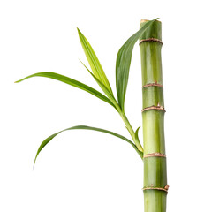 Sugar cane isolated on a transparent background