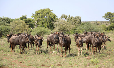 Streifengnu / Blue wildebeest / Connochaetes taurinus