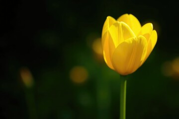 Bright yellow petals unfolding against dark background, isolation, garden