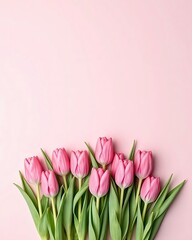 Fototapeta premium Pink Tulips on Pink Background: Spring Floral Image