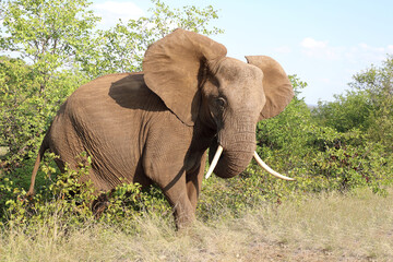 Fototapeta premium Afrikanischer Elefant / African elephant / Loxodonta africana