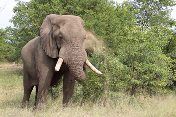 Fototapeta premium Afrikanischer Elefant / African elephant / Loxodonta africana
