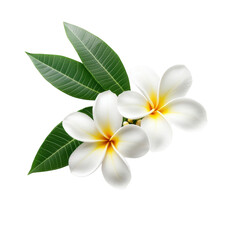 Fototapeta premium Elegant white plumeria flowers with green leaves