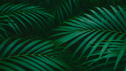 Obraz premium Green Palm Leaves in Tropical Jungle