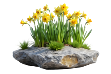 Cutout rock surrounded by daffodil flowers bush on transparent background