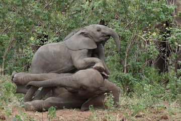 Afrikanischer Elefant / African elephant / Loxodonta africana