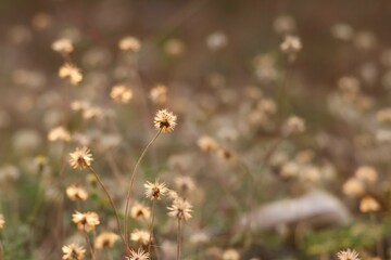 yellow flowers in the grass