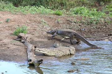 Nilkrokodil / Nile crocodile / Crocodylus niloticus