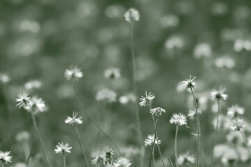 white flowers in the meadow