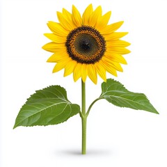 Vibrant Sunflower with Bold Yellow Petals and Dark Center on White Background