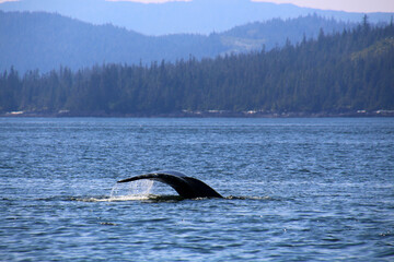 Fototapeta premium Humpback whale fluke photographed in the Wrangell area of Alaska