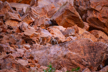 Aa wallaby inside the rock