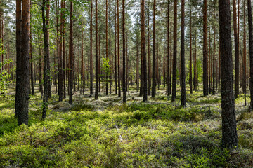 Magical fairytale forest in subrise. Forest covered of green moss. Forest therapy and stress relief.