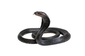 A black cobra in a defensive posture, showcasing glossy, radiating mystique and danger, isolated on a transparent background