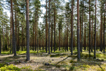 Magical fairytale forest in subrise. Forest covered of green moss. Forest therapy and stress relief.