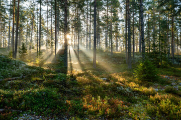 Naklejka premium Magical fairytale forest in subrise. Forest covered of green moss. Forest therapy and stress relief.
