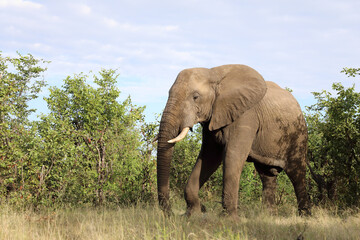 Obraz premium Afrikanischer Elefant / African elephant / Loxodonta africana