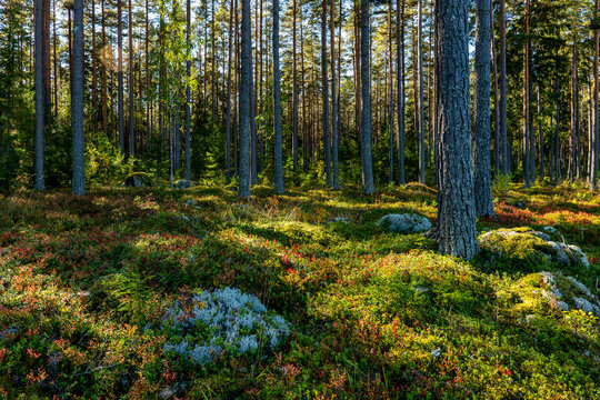 Magical fairytale forest in subrise. Forest covered of green moss. Forest therapy and stress relief. - Powered by Adobe