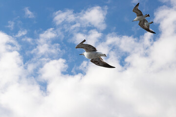 A flock of seagulls in the sky, hovering over the blue waves, wild wings in graceful motion.