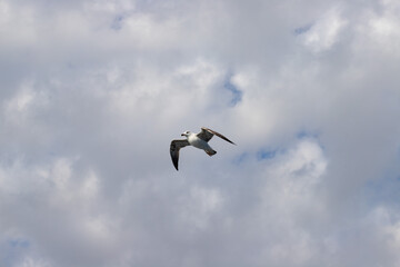 Seagull in the sky, wings cutting through clouds, flying with a herd, a natural symbol of flight.