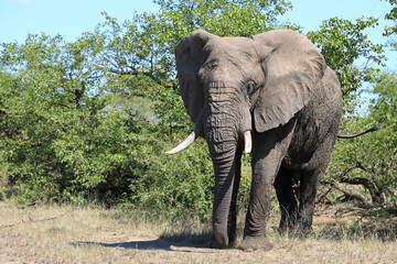 Obraz premium Afrikanischer Elefant / African elephant / Loxodonta africana