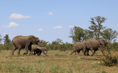 Fototapeta premium Afrikanischer Elefant / African elephant / Loxodonta africana