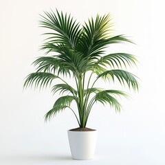 Indoor palm plant in white pot, studio shot against white background