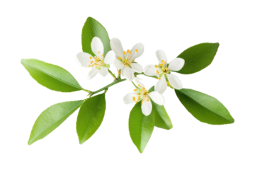Delicate white flowers on a green citrus branch