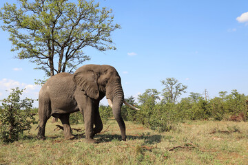 Afrikanischer Elefant / African elephant / Loxodonta africana
