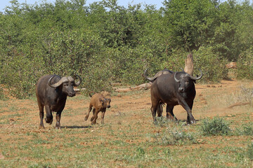 Fototapeta premium Kaffernbüffel / African buffalo / Syncerus caffer..