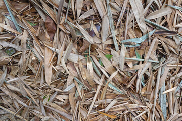 Full Frame Background Texture of Dry Bamboo Leaves
