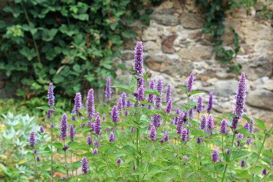 Flowering Agastache foeniculum, also called anise hyssop in country herb garden. Traditional favourite decorative flower agastache has many medicinal uses. Blackberry bush by the stone wall.