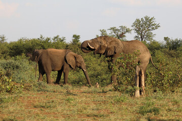 Fototapeta premium Afrikanischer Elefant / African elephant / Loxodonta africana