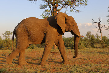 Afrikanischer Elefant / African elephant / Loxodonta africana