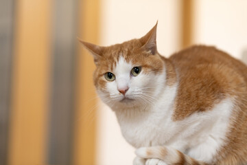 座って見つめる可愛い猫 茶トラ白