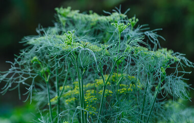 Fennel (Foeniculum vulgare) in growth at garden