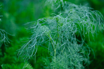 Fennel (Foeniculum vulgare) in growth at garden