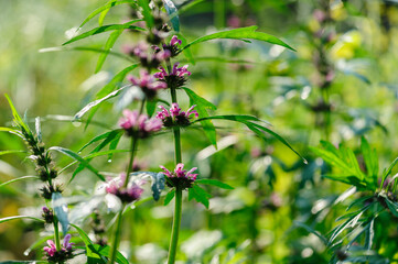 Leonurus sibiricus flowers in spring garden