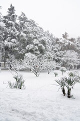 BATUMI, GEORGIA - February 19: snow in the city