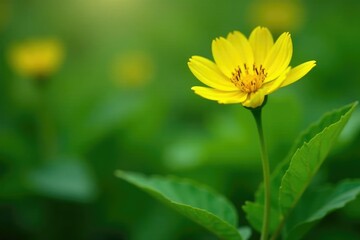 Obraz premium Bright yellow flower blooms on slender stem amidst lush green foliage, spring, botanicals