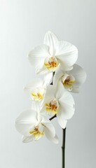 Delicate white orchid blooms on a pristine snow-white background, floral, white flowers, elegant