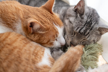 窓辺で眠る二匹の猫	