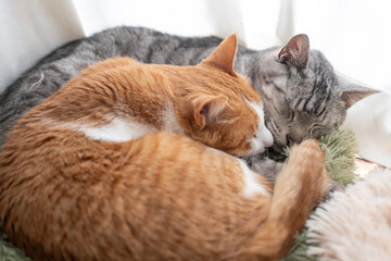 窓辺で眠る二匹の猫	