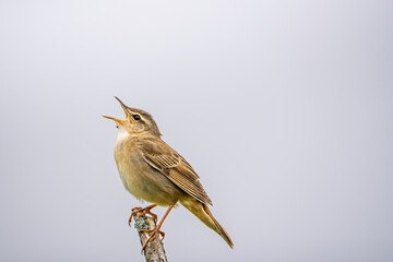 Fototapeta premium 草原で曇り空の為グレー色の背景、小枝の先端で止まる小鳥が空に向かって口を大きく開けて泣いている横向き姿。鳥は横顔で左側で上部に向かって口を開けている横構図です。