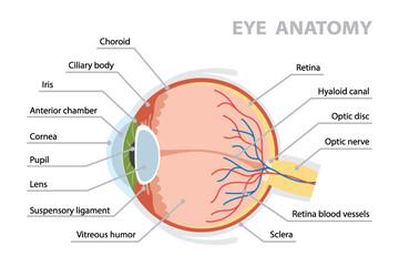 Human eye anatomy diagram. Flat vector poster on white background.