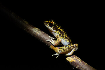 A Hylarana signata frog relaxes on a branch