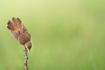草原のグリーン色の背景、小枝の先端で止まり地上を見下ろしている逆立ちの姿。鳥は左側で真下を見ている横構図です。